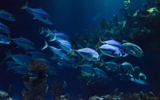 Den komplette guide til dykkerudstyr og hvordan det kan forbedre din dykkeroplevelse