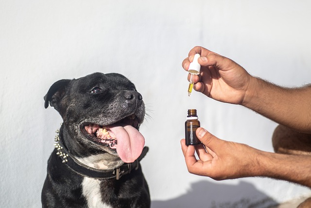 Lovlig og økologisk: Cbd olie fra schweiz stormer frem i danmark