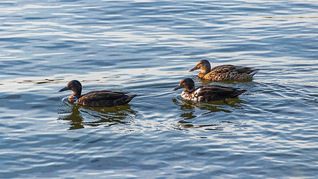 Krydsordets historie – og hvad det kan lære dig om løsningsteknik